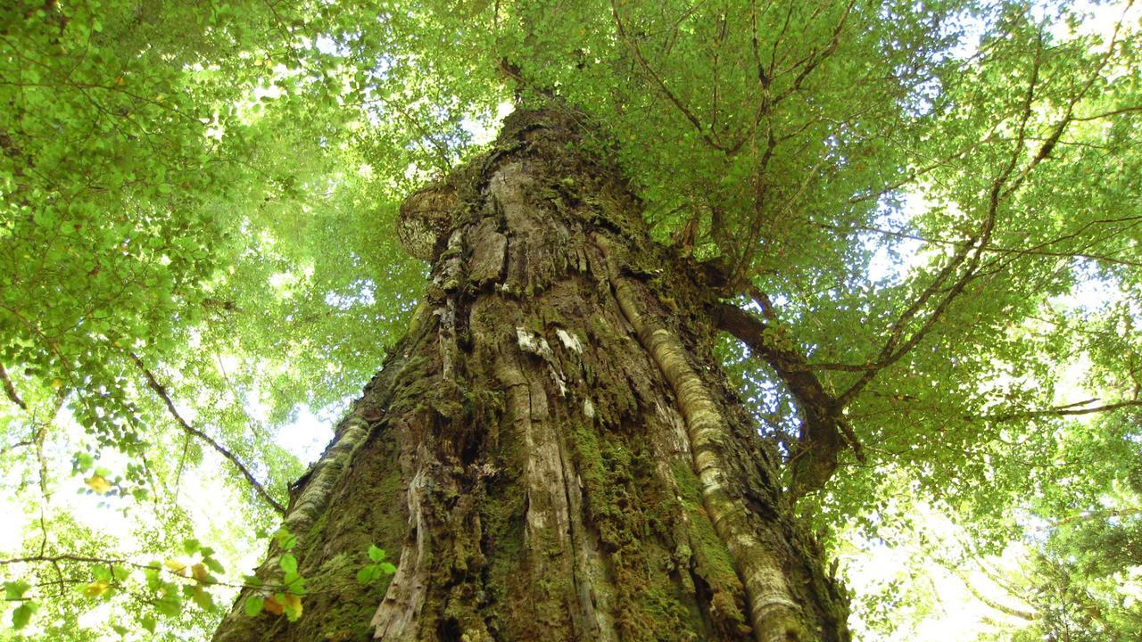 Beech Tree Lodge Ohakune Exteriér fotografie